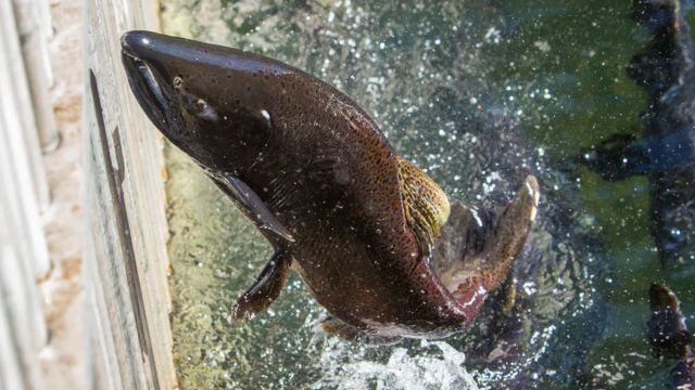 Young salmon escape truck crash in Oregon by landing in nearby creek