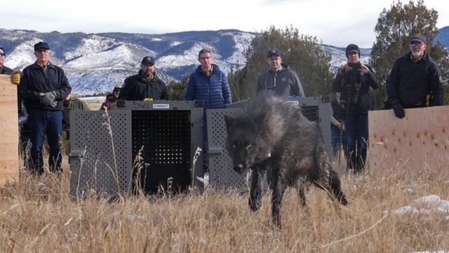 Legal action aims to compel federal government to reintroduce gray wolves in the Northern Rockies