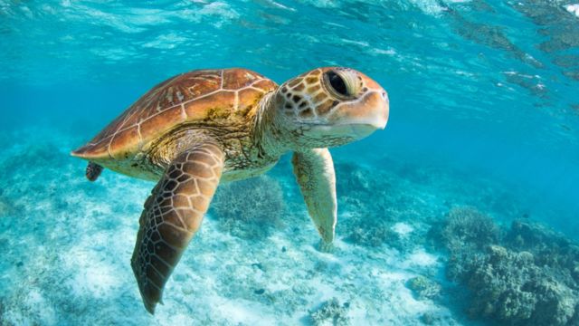 What is the lifespan of sea turtles?