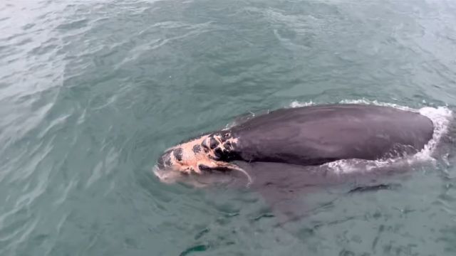 Tragic Update on Critically Endangered Right Whale Calf: A Tragic Turn of Events for a Symbol of Hope