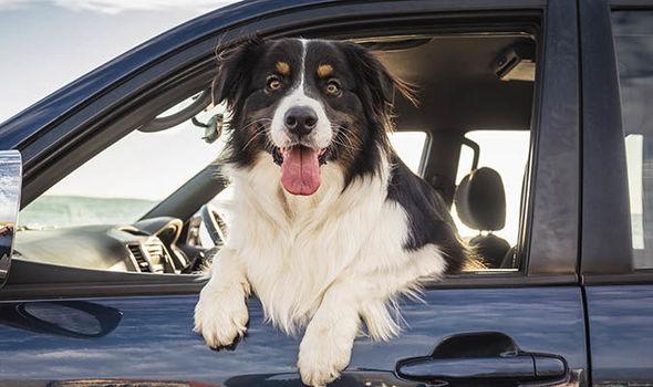 Is It Illegal To Leave Your Dog in The Car in Georgia? Here’s What Law Says