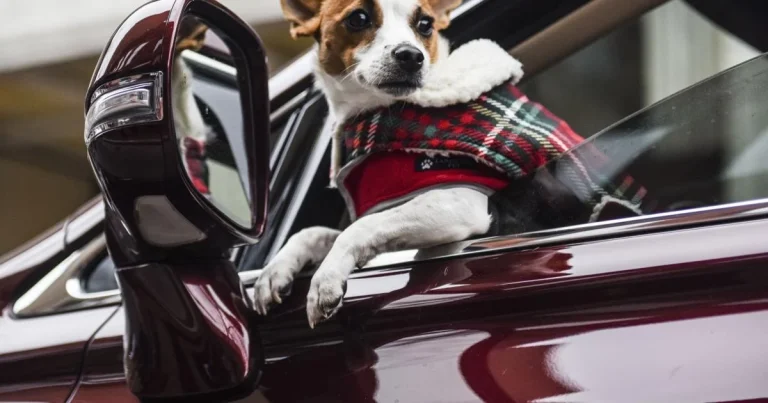 Is It Illegal To Leave Your Dog in The Car in Illinois? Here's What Law Says
