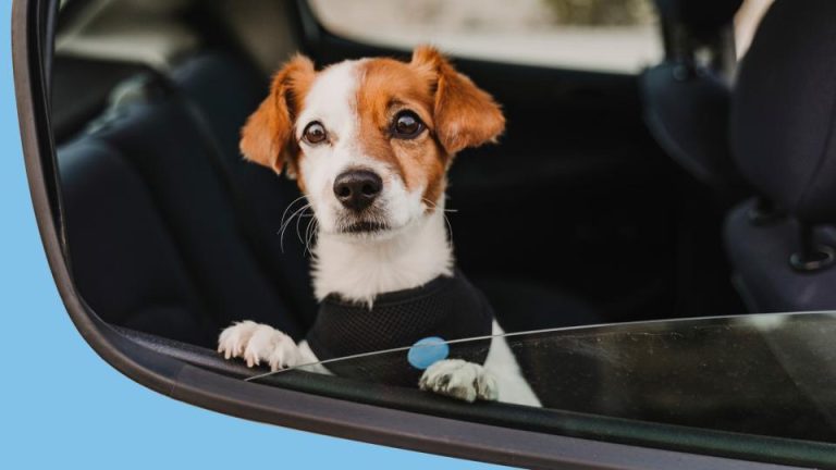 Is It Illegal To Leave Your Dog in The Car in Ohio? Here’s What Law Says
