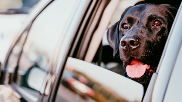 Is It Illegal To Leave Your Dog in The Car in Texas? Here’s What Law Says