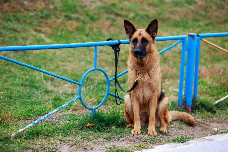 Is It Illegal to Leave Your Dog Chained Outside in Alabama? Here's What Law Says