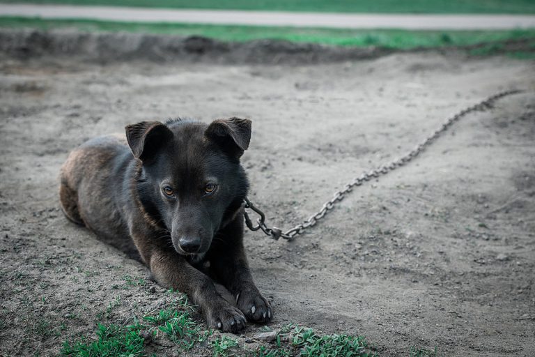 Is It Illegal to Leave Your Dog Chained Outside in Arkansas? Here’s What the Law Says