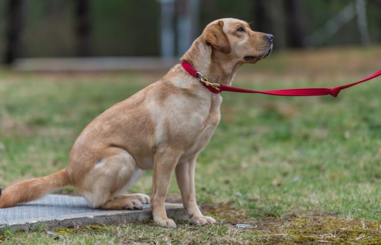 Is It Illegal to Leave Your Dog Chained Outside in Indiana? Here’s What the Law Says