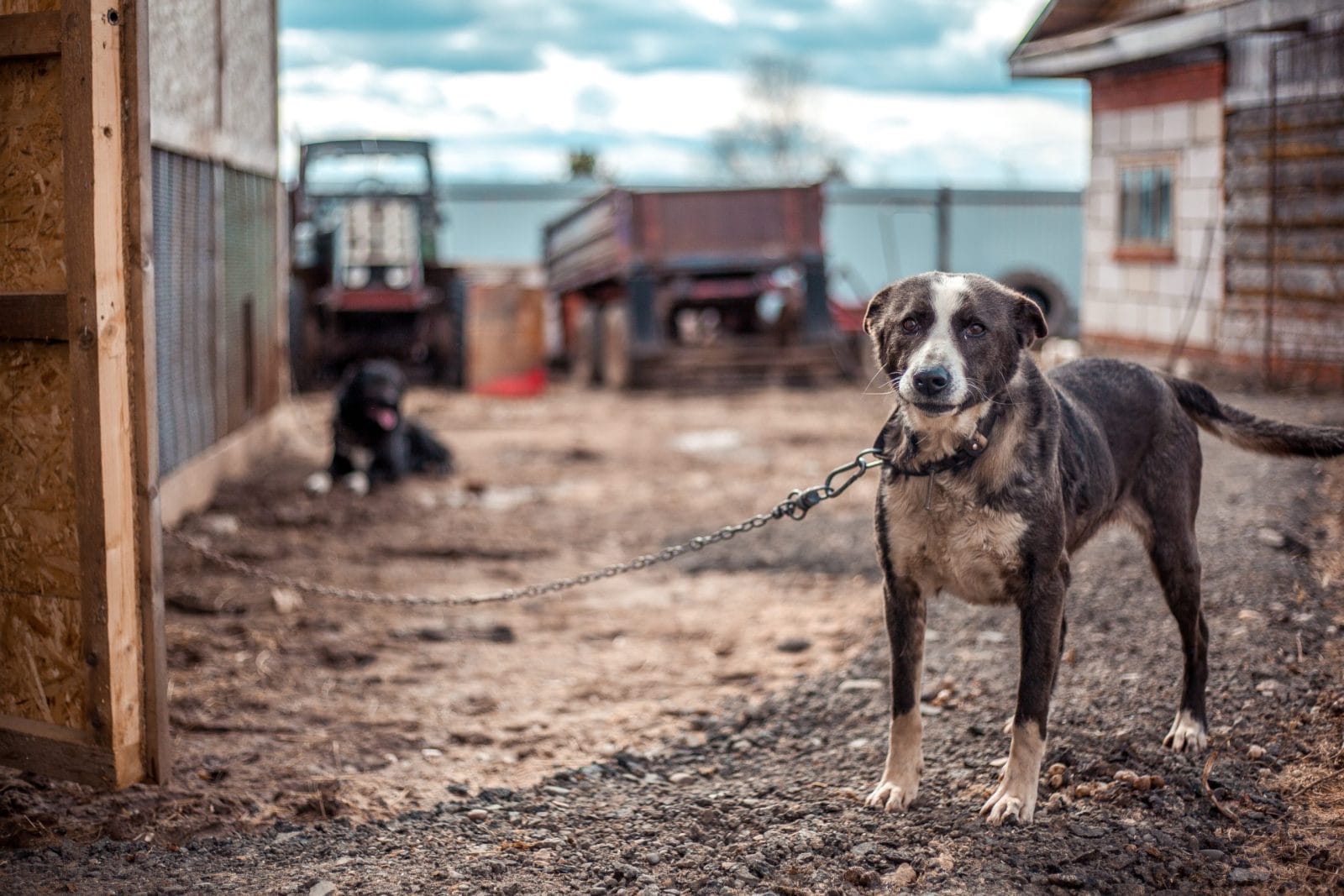 Is It Illegal to Leave Your Dog Chained Outside in Kansas? Here’s What the Law Says