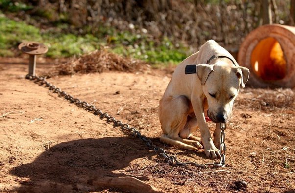 Is It Illegal to Leave Your Dog Chained Outside in Maryland? Here’s What the Law Says