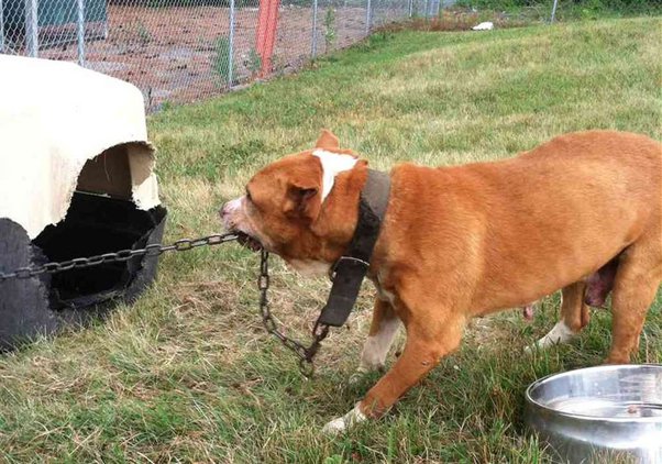Is It Illegal to Leave Your Dog Chained Outside in Massachusetts? Here’s What the Law Says