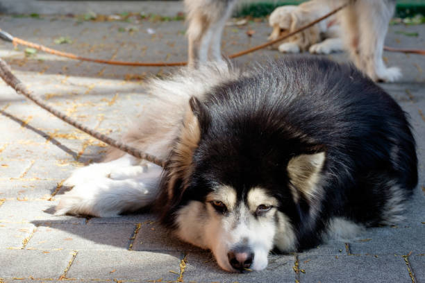 Is It Illegal to Leave Your Dog Chained Outside in Missouri? Here’s What the Law Says