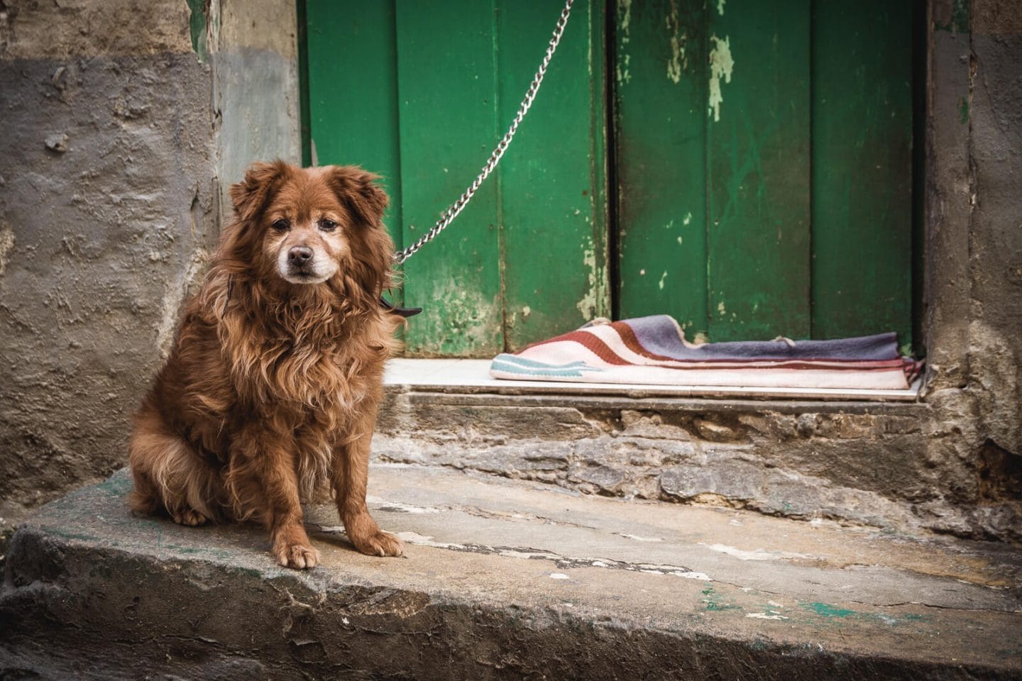 Is It Illegal to Leave Your Dog Chained Outside in Montana? Here’s What the Law Says