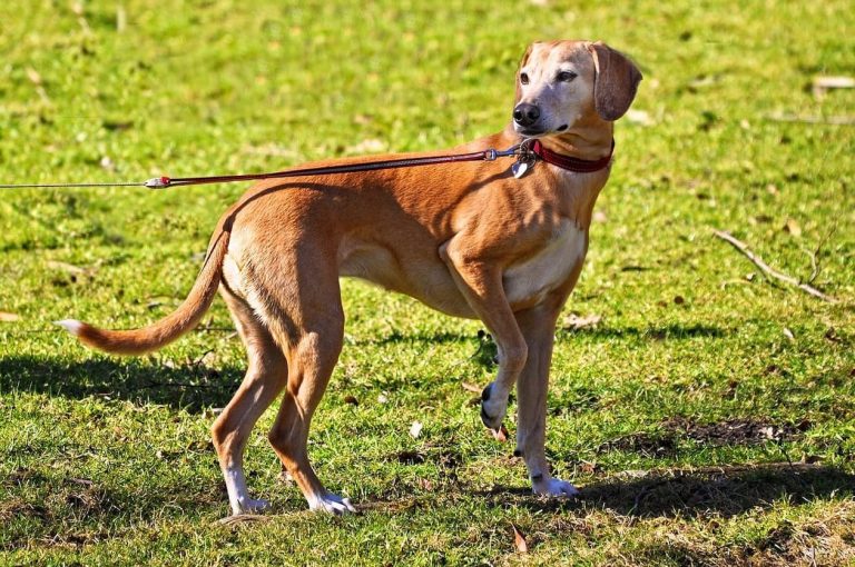 Is It Illegal to Leave Your Dog Chained Outside in New Mexico? Here’s What the Law Says