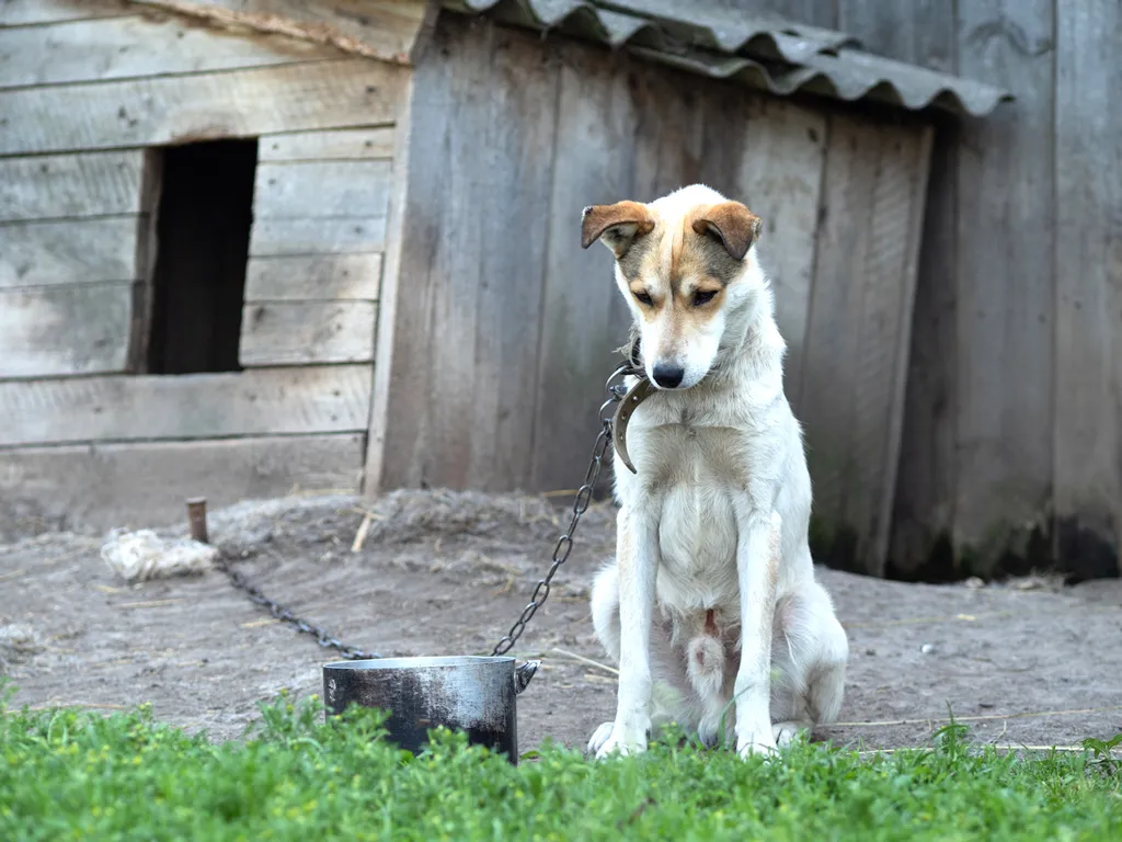 Is It Illegal to Leave Your Dog Chained Outside in North Carolina? Here's What the Law Says