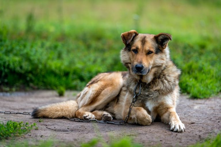 Is It Illegal to Leave Your Dog Chained Outside in Texas? Here’s What the Law Says