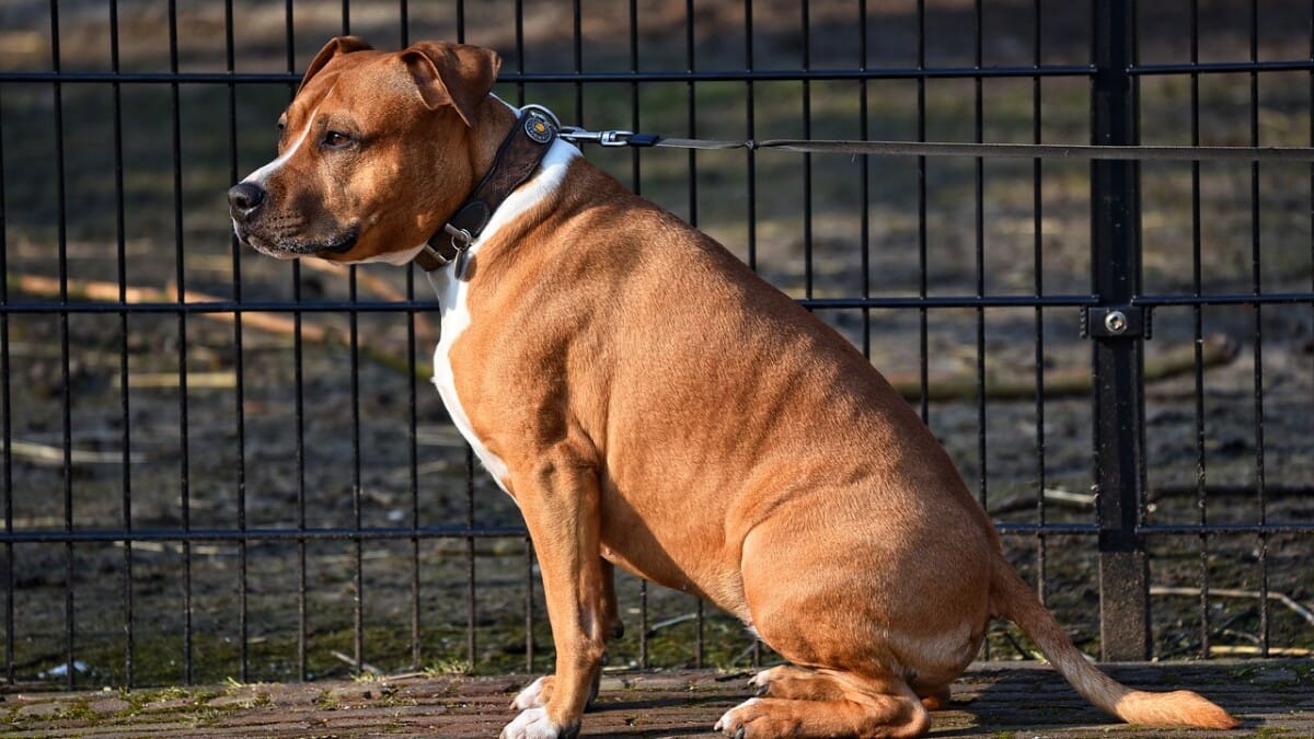 Is It Illegal to Leave Your Dog Chained Outside in Virginia? Here's What the Law Says