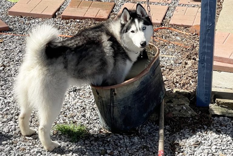 Is It Illegal to Leave Your Dog Chained Outside in Wisconsin? Here's What the Law Says