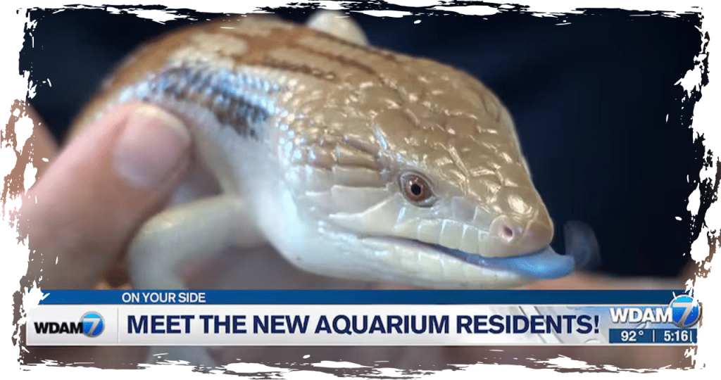 Mississippi Aquarium gears up for summer season, expecting 1 millionth ...