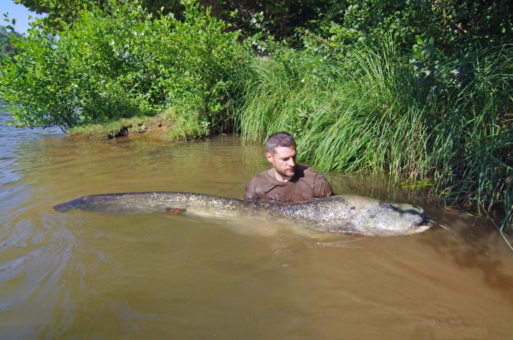 massive-monstrous-looking-fish-caught-near-nyc-by-conservationists