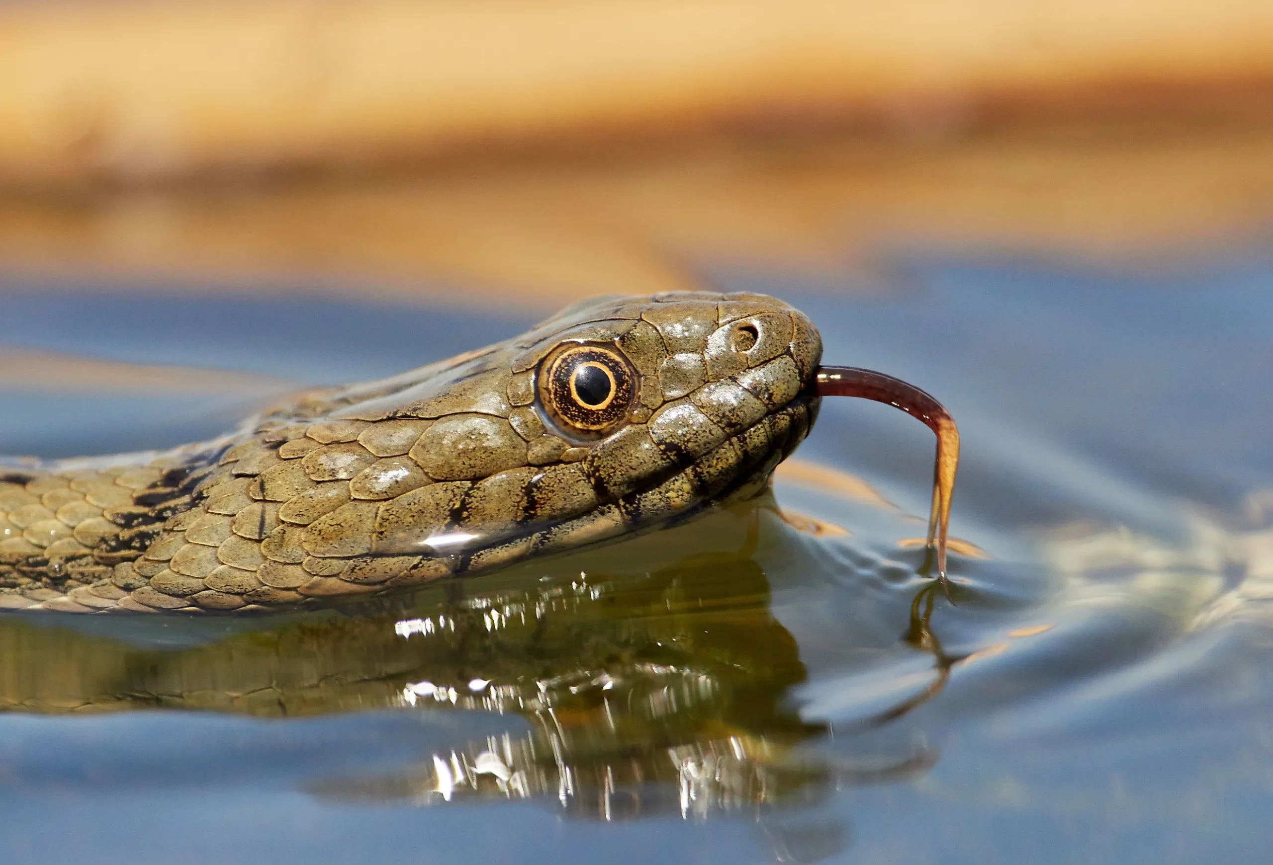 These are the Most Snake-Infested Lakes in Florida